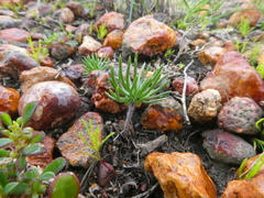 Eriospermum proliferum