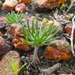 Eriospermum proliferum - Photo (c) Petra Broddle, algunos derechos reservados (CC BY-NC), subido por Petra Broddle