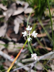 Xanthosia atkinsoniana