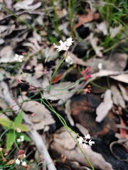 Xanthosia atkinsoniana