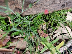 Xanthosia atkinsoniana