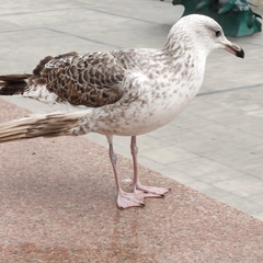 Larus