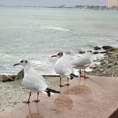 Chroicocephalus ridibundus