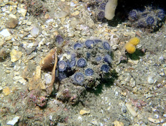 Astrangia woodsi
