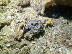 Astrangia woodsi