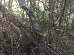 Dacrycarpus dacrydioides