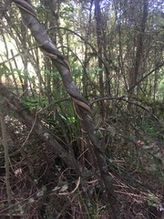 Dacrycarpus dacrydioides