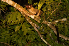 Arctogalidia trivirgata