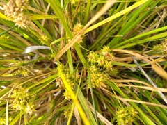 Carex flaviformis