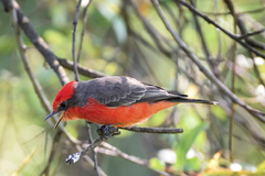 Pyrocephalus rubinus