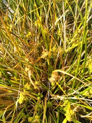 Carex flaviformis