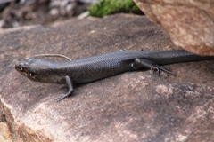 Liopholis personata