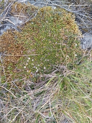 Coprosma petriei