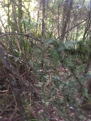 Dacrycarpus dacrydioides