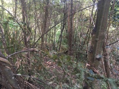 Dacrycarpus dacrydioides