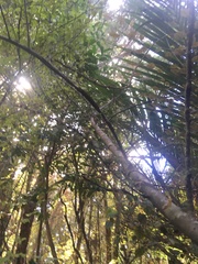 Dacrycarpus dacrydioides