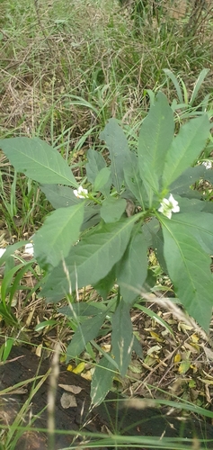 Solanum pseudocapsicum