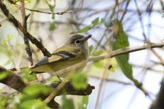 Vireo cassinii