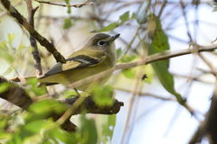 Vireo cassinii
