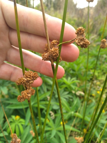 Image of Juncus australis by (c) Leon Perrie, some rights reserved (CC BY)
