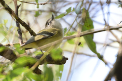 Vireo cassinii