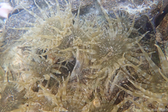 Anthopleura dixoniana