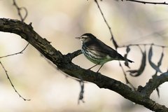 Parkesia noveboracensis