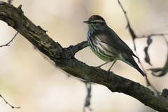 Parkesia noveboracensis