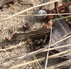 Ctenotus spaldingi