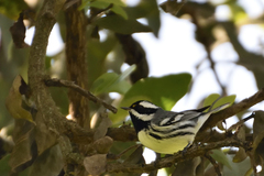 Setophaga nigrescens