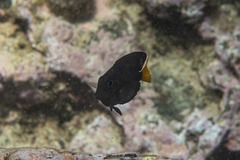 Ctenochaetus binotatus