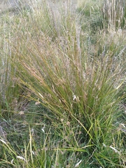 Juncus edgariae