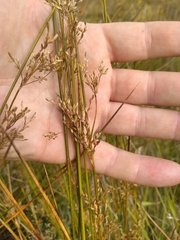 Juncus edgariae