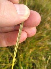 Juncus edgariae