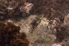 Halichoeres nebulosus