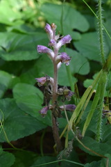 Orobanche pubescens