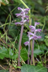 Orobanche pubescens