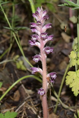Orobanche pubescens