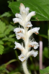 Orobanche pubescens