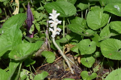Orobanche pubescens