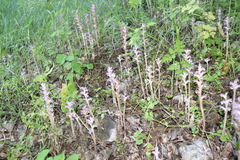 Orobanche pubescens