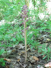 Orobanche pubescens