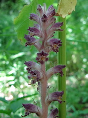 Orobanche pubescens