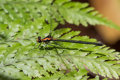 Austroargiolestes amabilis