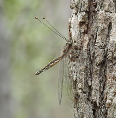 Suhpalacsa subtrahens