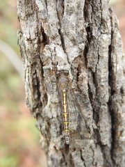 Suhpalacsa subtrahens