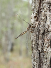 Suhpalacsa subtrahens