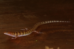 Eremiascincus richardsonii