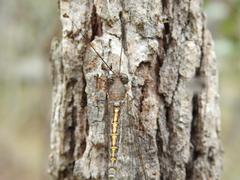 Suhpalacsa subtrahens