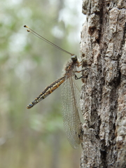 Suhpalacsa subtrahens